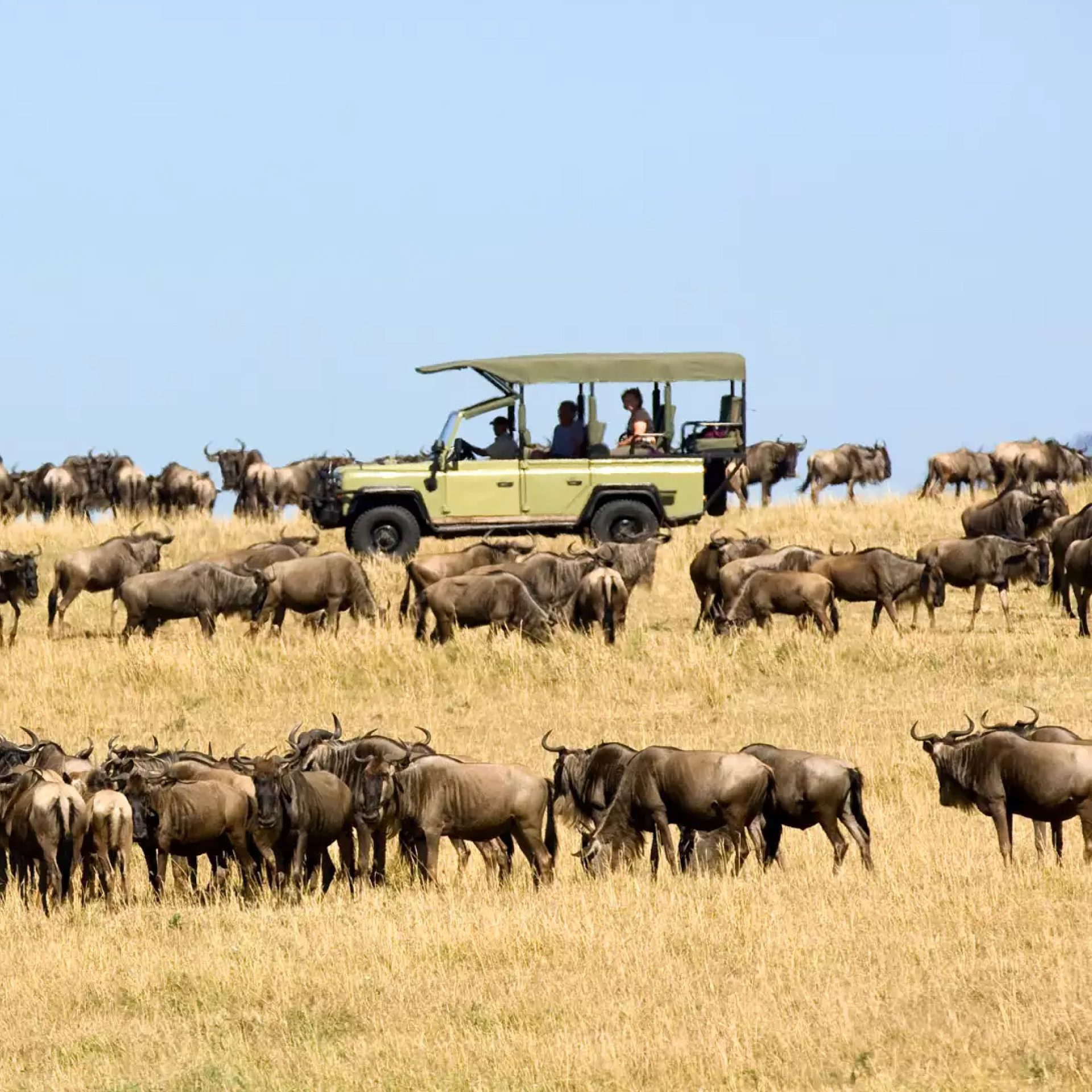 Migration safari program