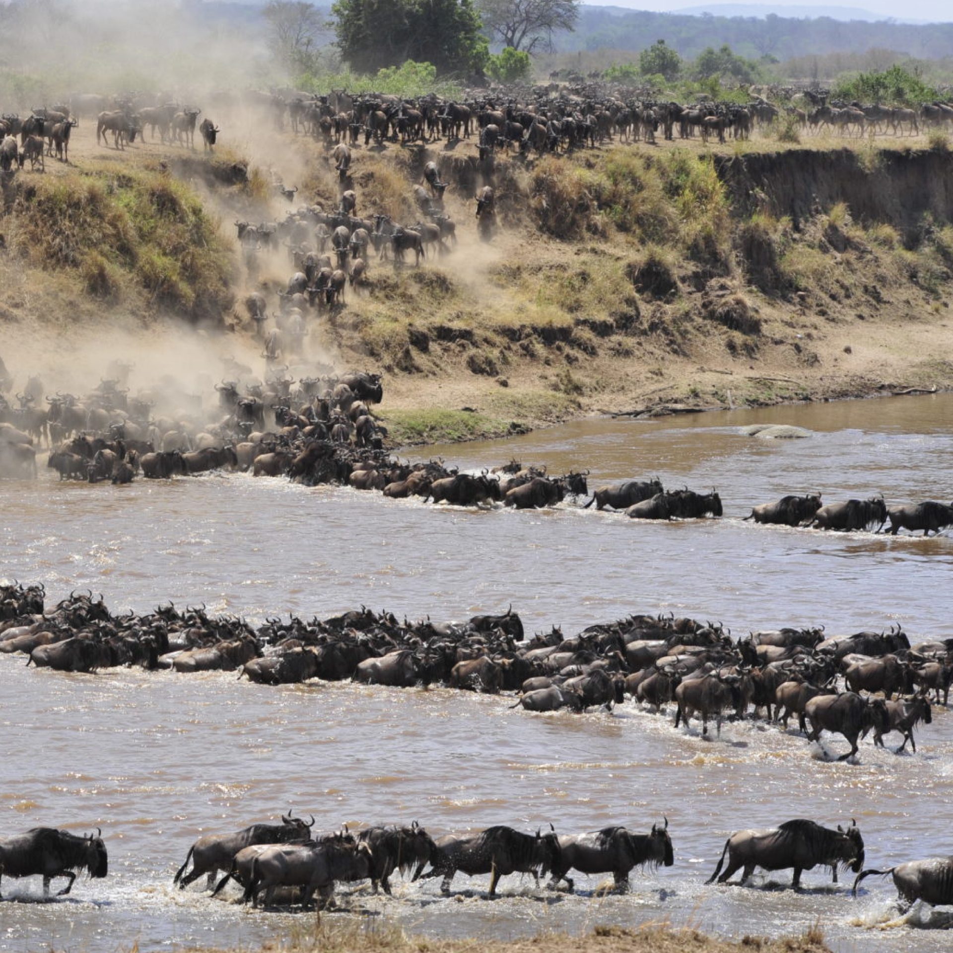 Migration safari program