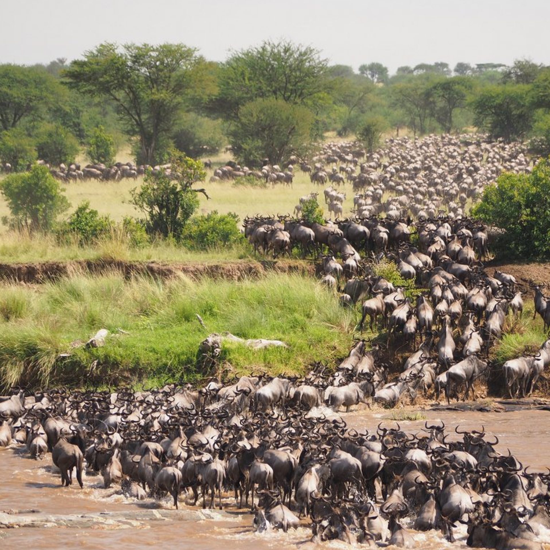 Migration 2