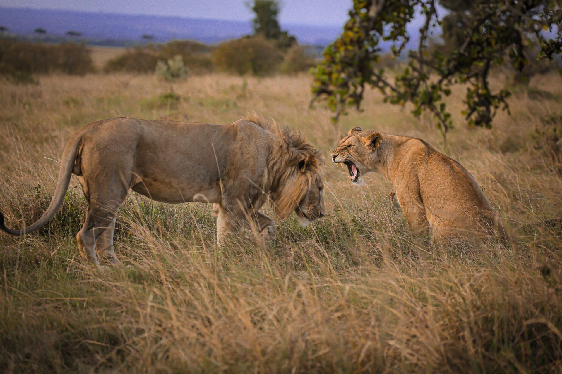 The Serengeti giants